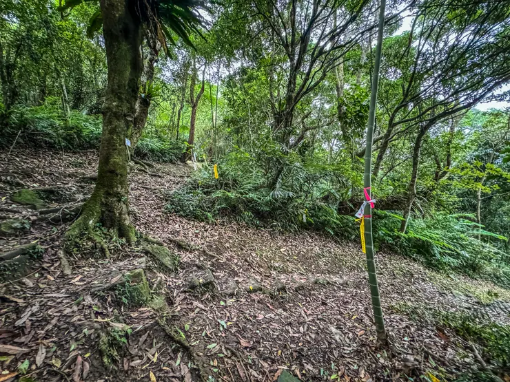 1529 抵逹觀音洞/牌子山 叉路