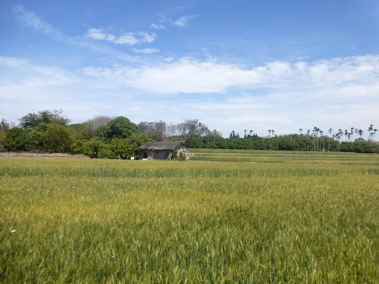 圖示：台灣台中大雅的麥田，田中間有土角厝農舍、遠處是檳榔樹。圖片來源為張居隱：https://tw.pixtastock.com/photo/124531954