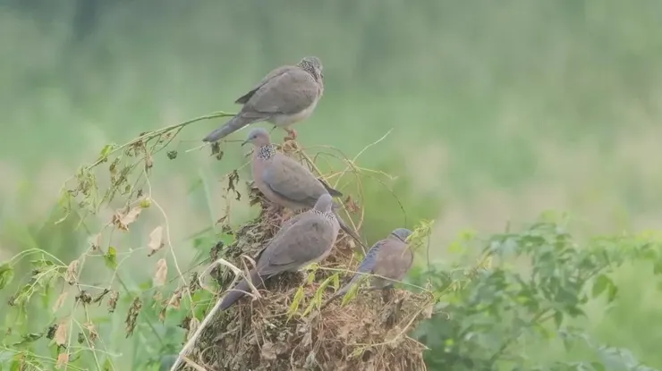 香港咕咕,顔色較淺(體型較大的三隻,另外一隻是紅鳩)