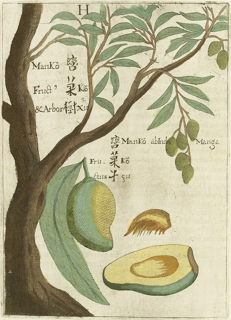 芒果。由 Michał Boym - This file comes from Polona Digital Library and is available under the URL: https://polona2.pl/item/flora-sinensis-frvctvs-floresqve-hvmillime-porrigens-leopoldo-ignatio-hungariae,Mjk1MTAxMg/38/, 公有領域