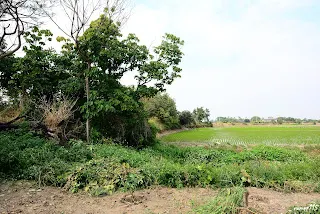 (9234)-上橋前的引道(往大林方向拍)