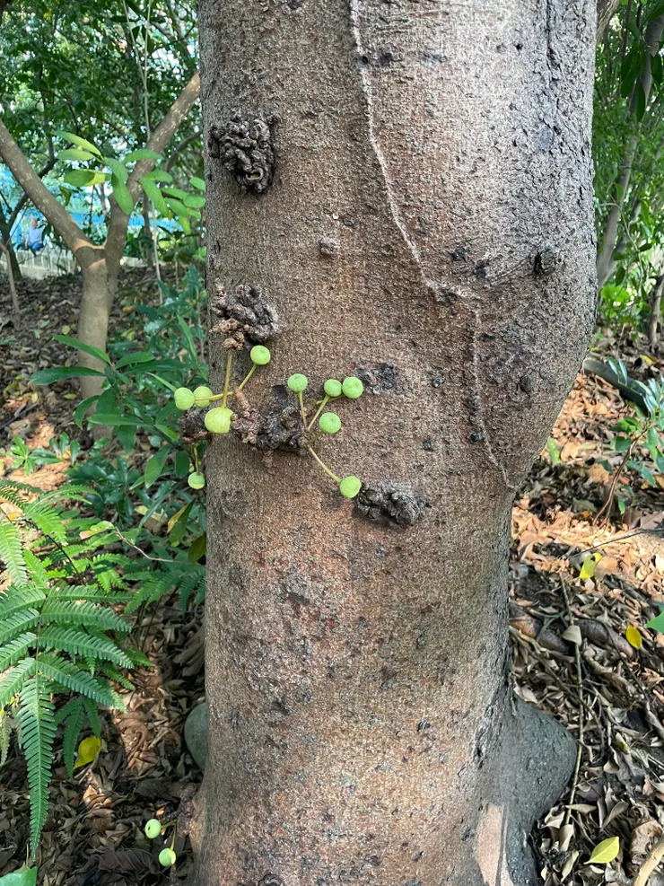 幹花榕-有板根、有果柄的果子、屬無花果的一種