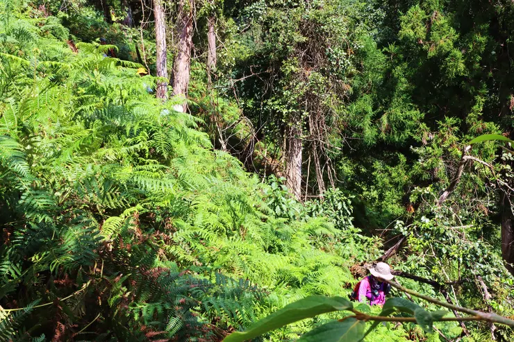 這路段有咬人貓，經過時要小心