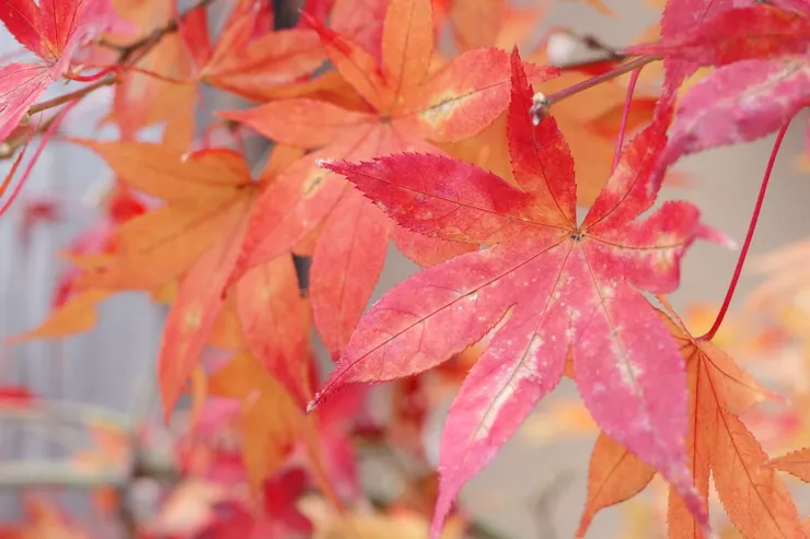 湖邊有著美麗的楓葉