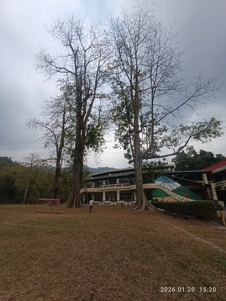 吉貝木卅年天聳，學校無他樹就只見吉貝木