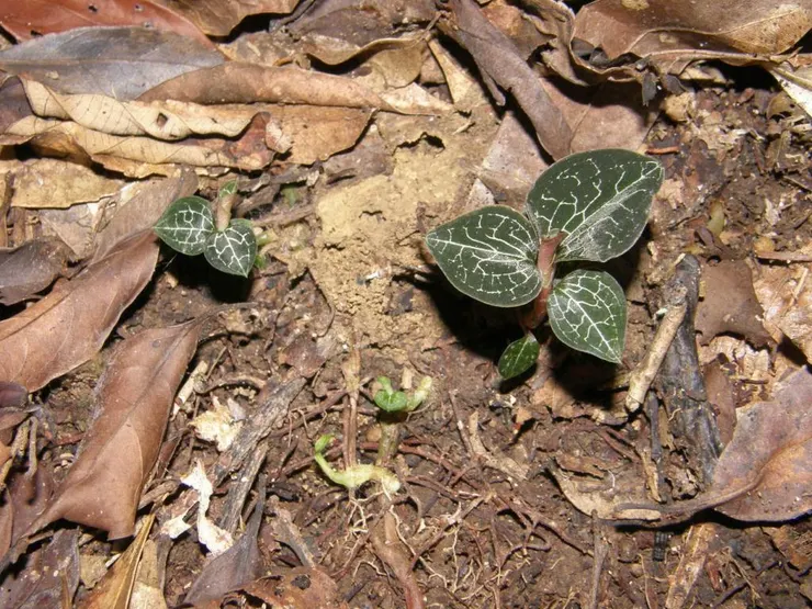 台灣金線蓮（圖源：台灣生命大百科）