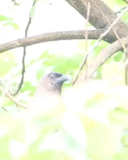 初次見面的照片，拍得十分害羞