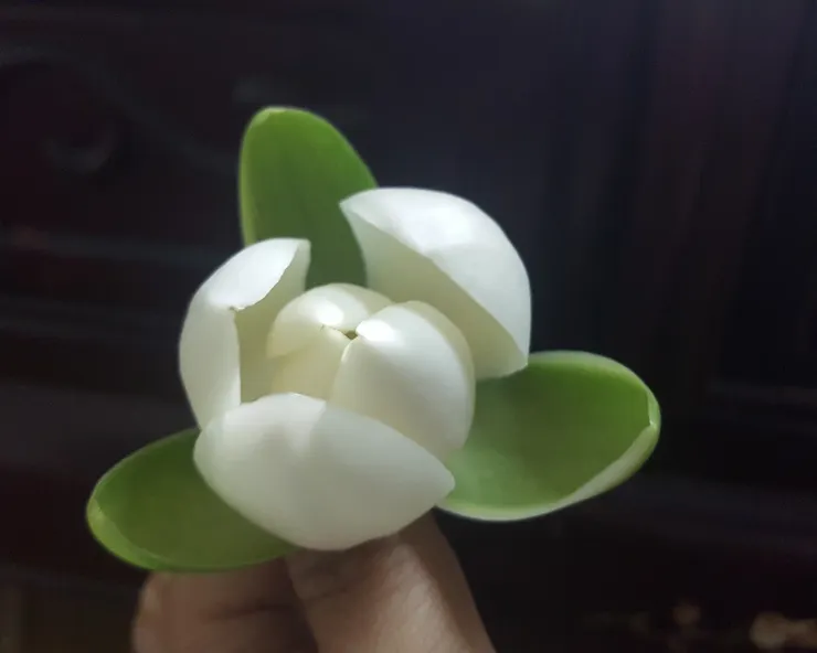 夜合即便盛放,也只是微張半含著。跟一般的花怒放時,在枝頭招展完全不同。