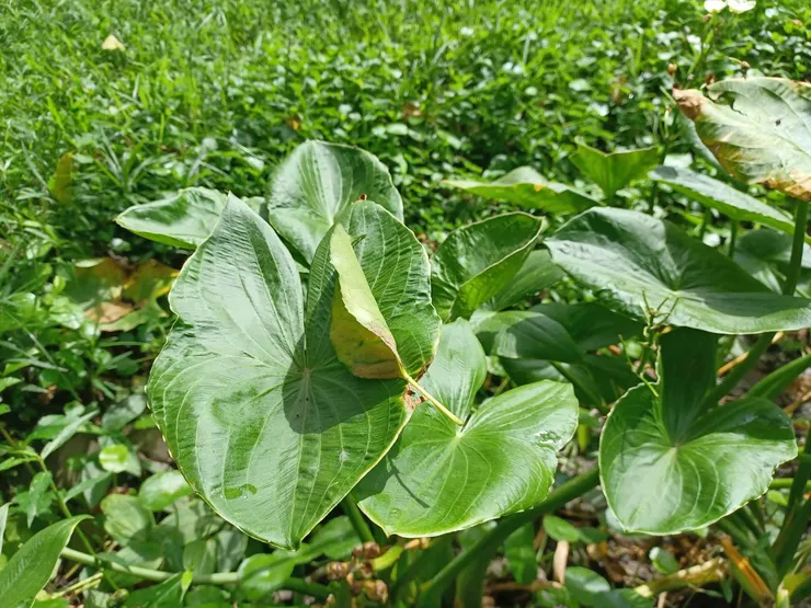 爆米花慈菇的葉子像是狐狸面具