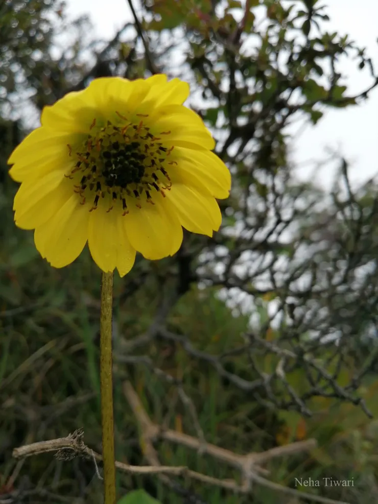喜馬拉雅垂頭菊（Cremanthodium decaisnei）