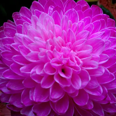 ~房阿罵.房阿瑪~appraiser~的沙龍