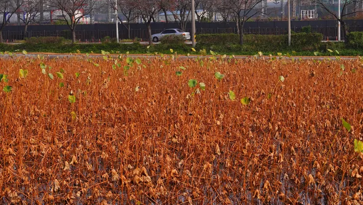 荷花池已過季