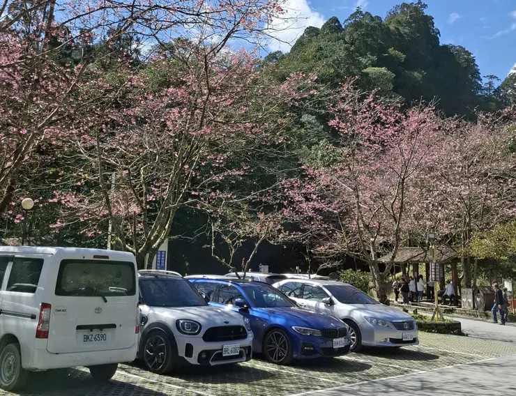停車場就有盛開中的櫻花
