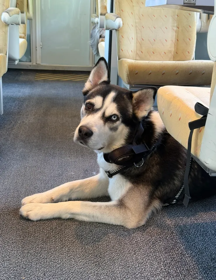 一隻比小孩還乖的狗