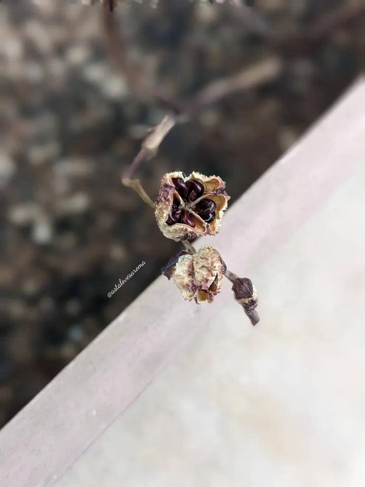 自然風乾後的小蒼蘭果實，爆開後就看得見種子