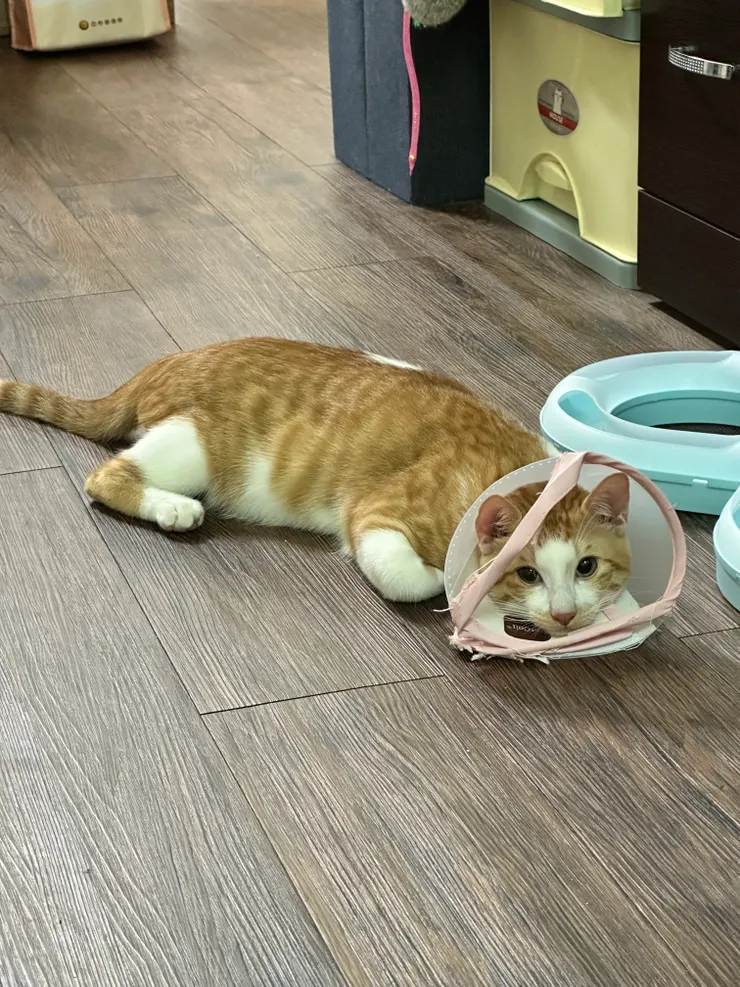 好像人在脖子上打石膏，看了怪不舒服(看快被支解的頭套就知道花生多暴怒😰)