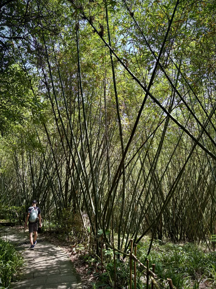 很多竹林路段，西西索索的竹林聲響有懷古的感覺