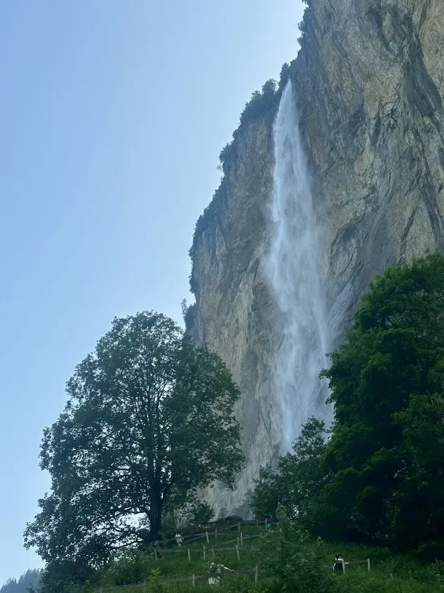 在瑞士山谷仰望的一棵大樹，讓我想起那對種子的遠行。