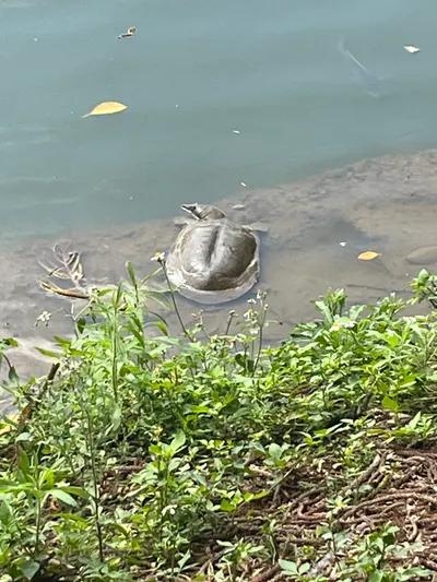 通勤路上看到一隻鱉