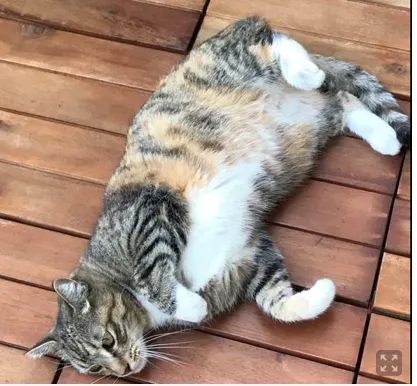 徹底失蹤的浪浪貓～斑斑。