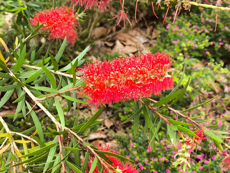 近距離的花與葉