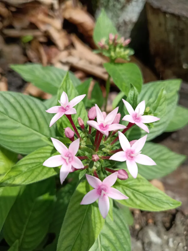 人為植栽中最有生命力的繁星花，在有酵家農場