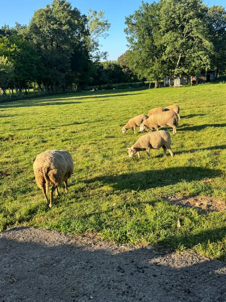 西班牙的羊咩咩