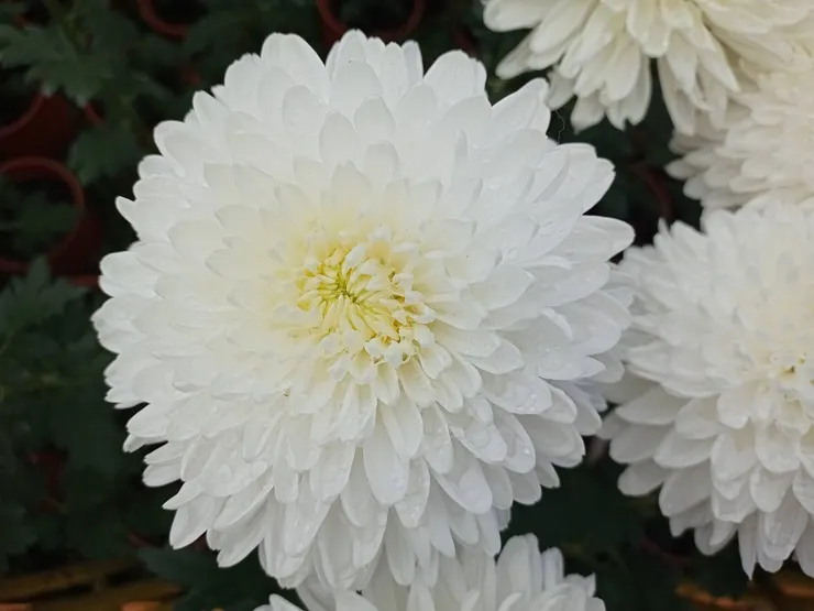 花名：沙芬娜。
