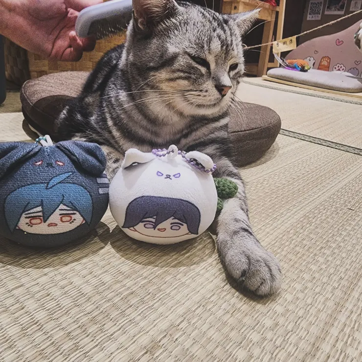 ▲被摸到快睡著的貓咪！