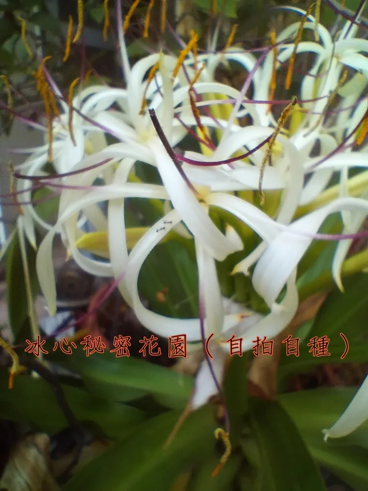 冰心秘密花園（自拍自種）