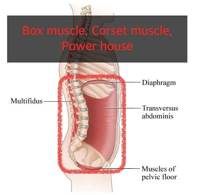 這是深層的核心肌群，上為橫膈肌，下為骨盆底肌群，後背為脊椎旁的多裂肌，側邊為腹橫肌。