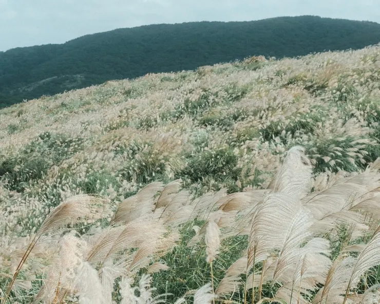滿滿滿滿山的芒草！