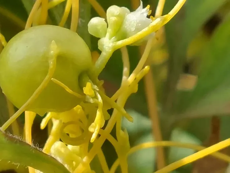 貼上一張奇特的淺綠色果子，感覺像是從菟絲長出來的，但卻不是菟絲的花、更不是果實，這到底是甚麼東西?先賣個關子。