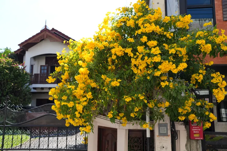 清邁街弄裡路邊的住家