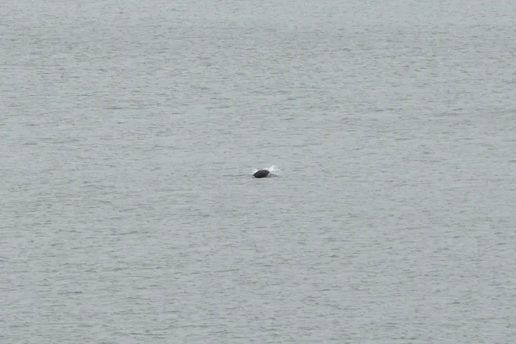 覓食途中出水面積超大的窄脊