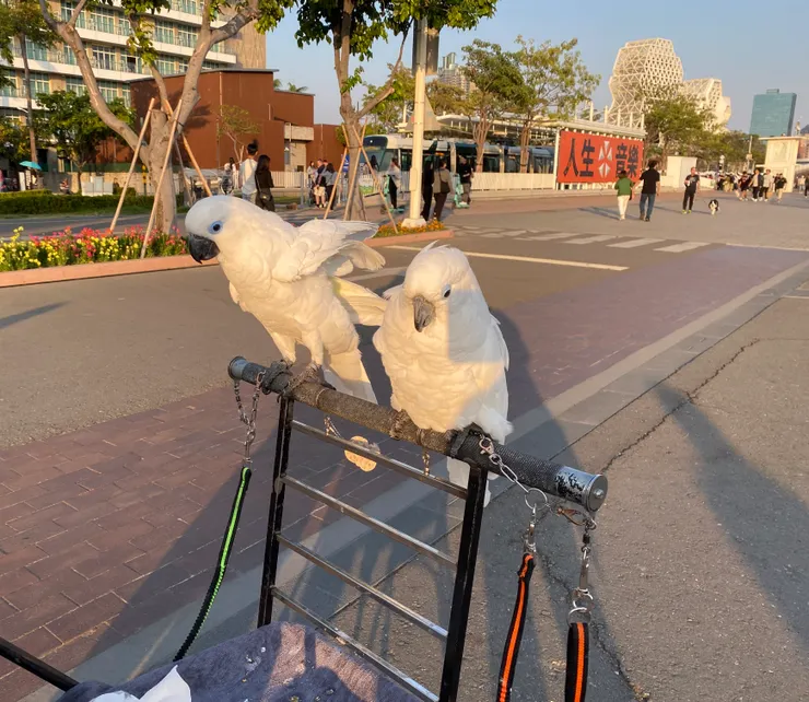 駁二處處可見的鳥寶貝