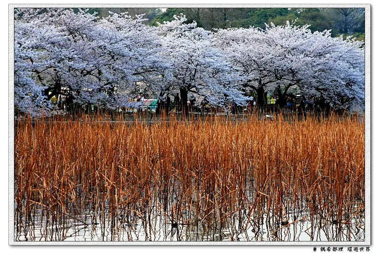 【東京・櫻花】