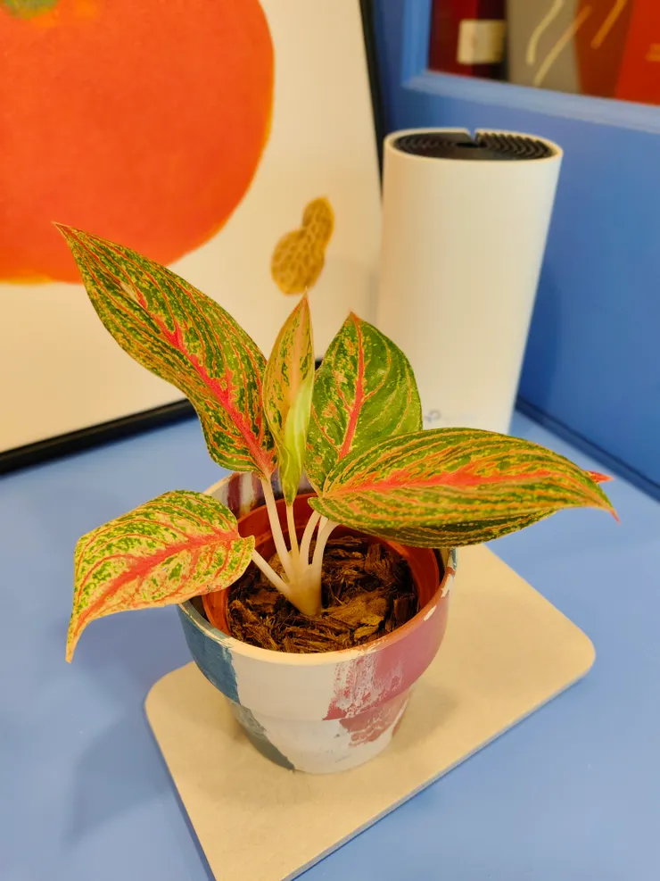 盆中突然冒出一片新葉