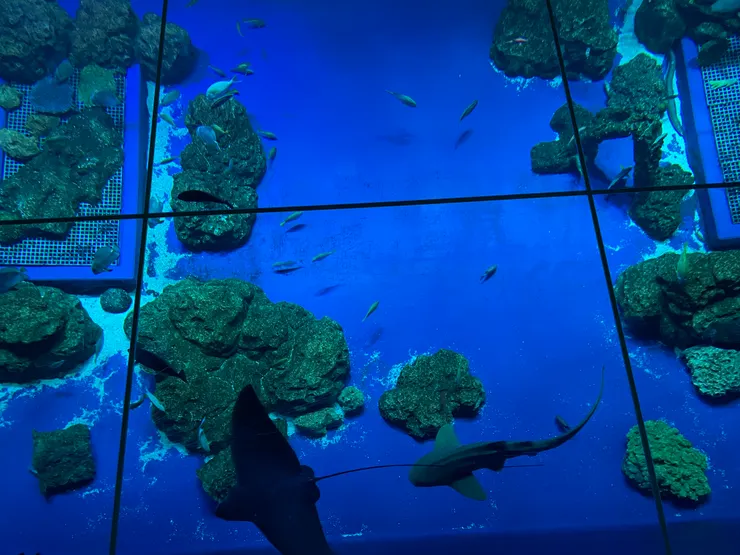 透明玻璃地板水族館