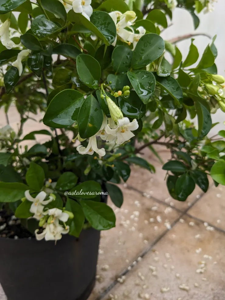 雨後的月橘與散落一地的花瓣