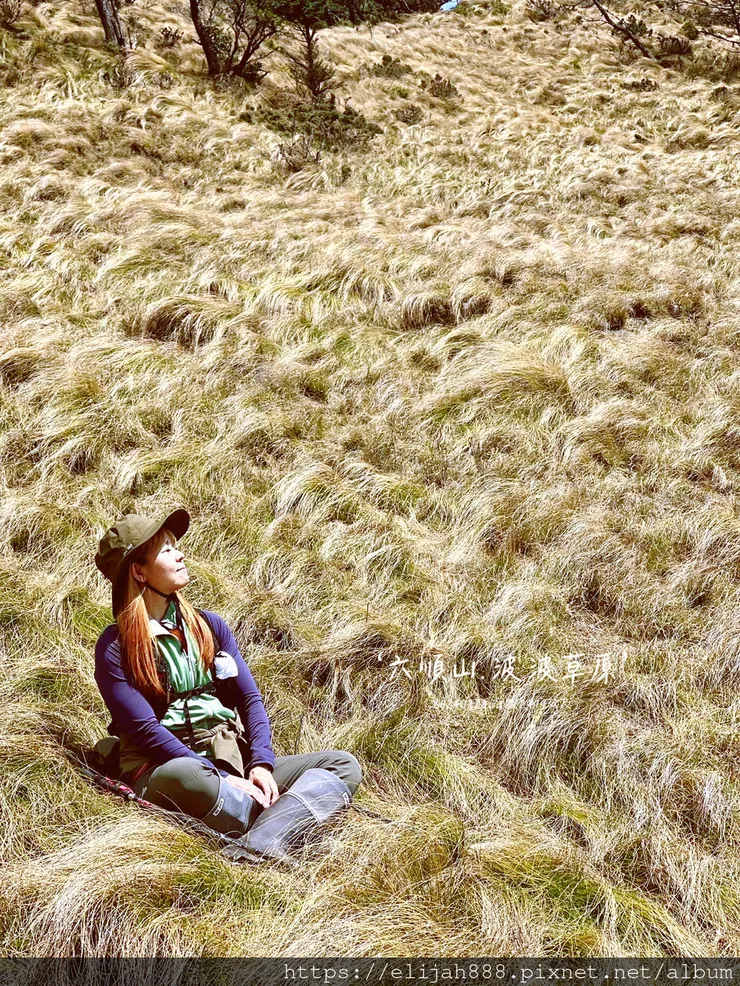 【丹大林道.六順山.七彩湖】六順山.海拔3009公尺/波波草