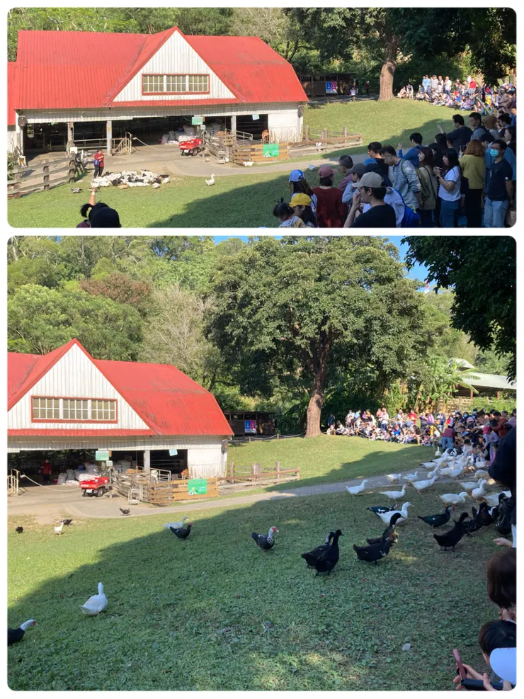 鴨鴨大遊行也不能錯過!每天都有兩個場次,假日會再追加一場