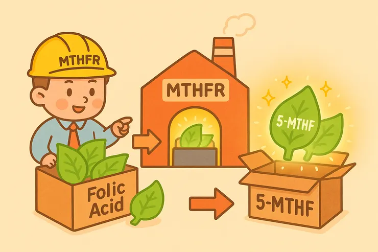 圖 1：MTHFR就像葉酸加工廠的主管，把普通葉酸變成身體能直接用的5-MTHF