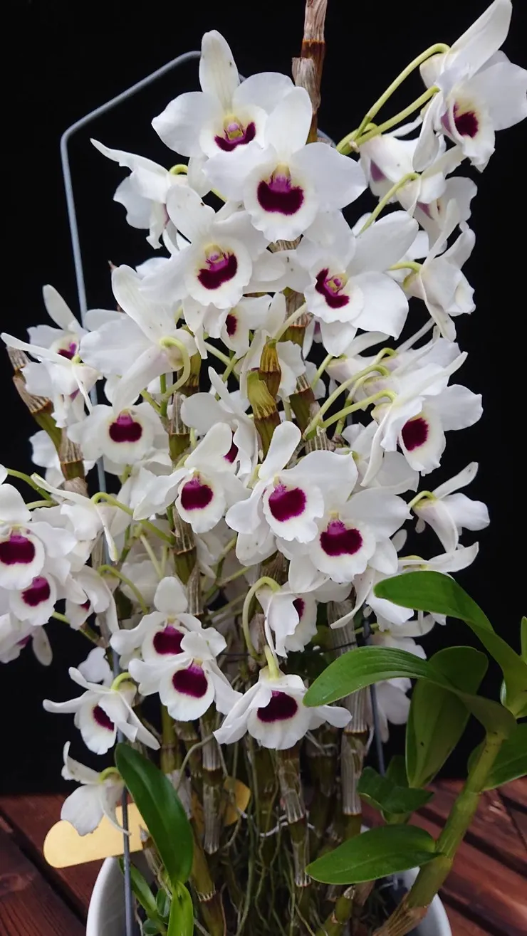 購買高品質春石斛 全省都可送 賴慶隆種植的超美蘭花 心情故事花房