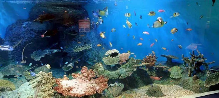 標題就是:七彩寶石(魚)😀