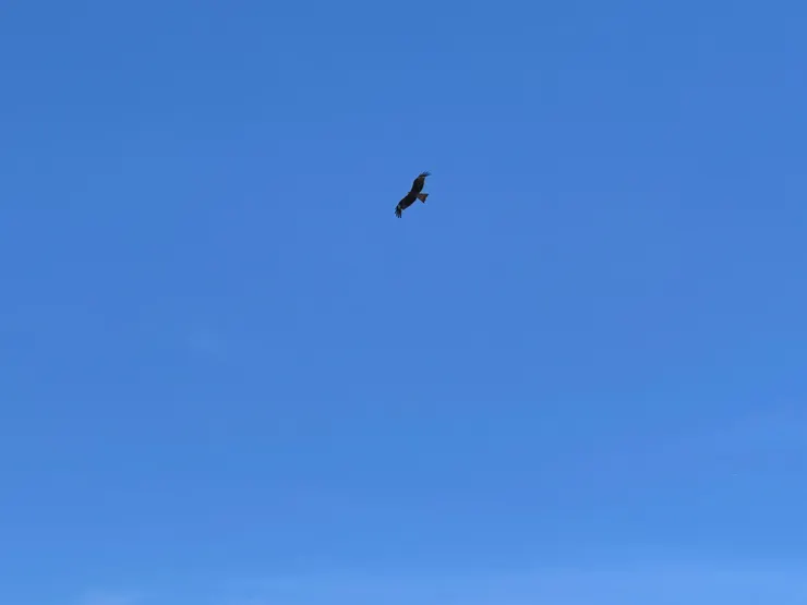 一路相伴的魚鷹