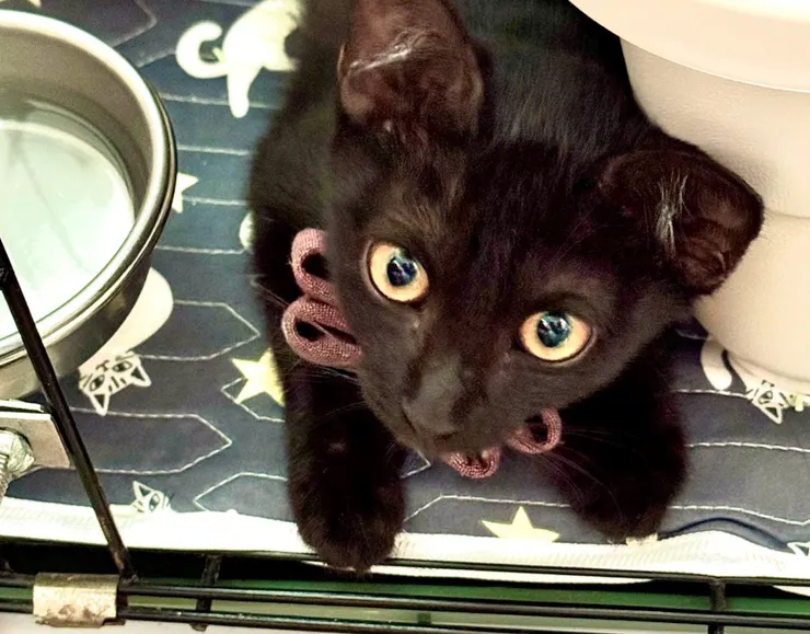 剛到家三天的錢錢