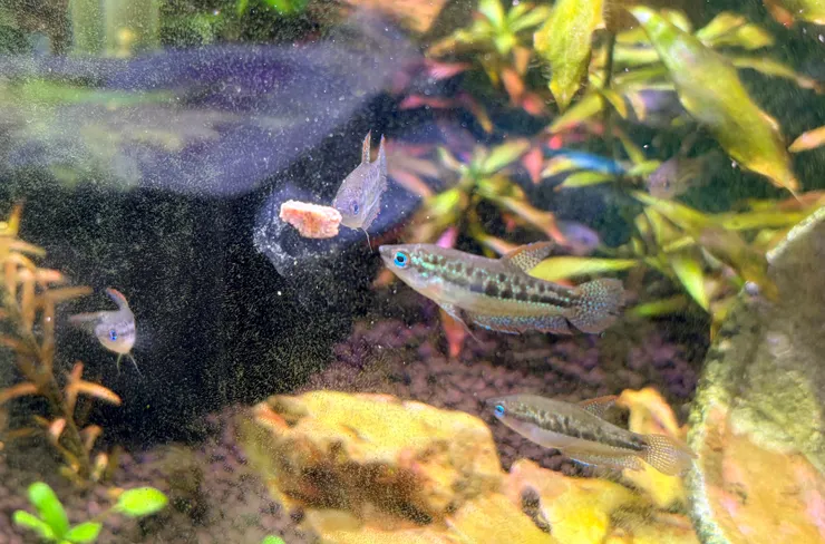 小叩叩魚吃貼黏飼料