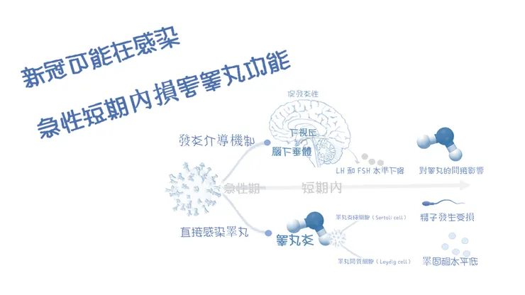 SARS-CoV-2 可能在急性期和短期隨訪後損害睾丸功能的機制