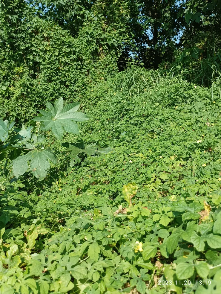 午陽光照溪野行，山苦瓜藤密叢生，自拍